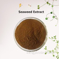 Laminaria japonicia/extracto de algas marinas Fucoidan 85%